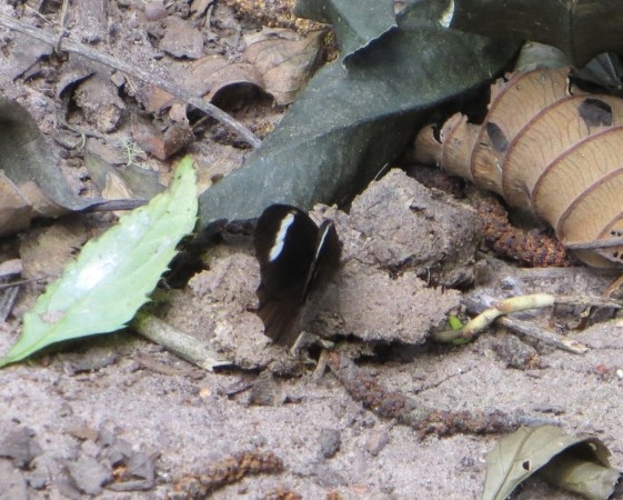 farfalla nera - Bolivia:  cfr. Nessaea sp. (Nymphalidae)